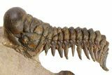 Pair of Crotalocephalina Trilobite Fossils - Lghaft, Morocco #250011-5